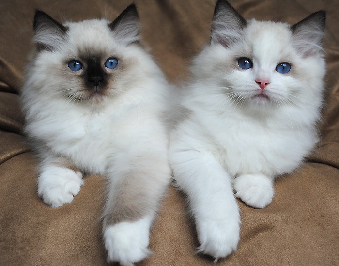 RAGDOLL adorables gatitos