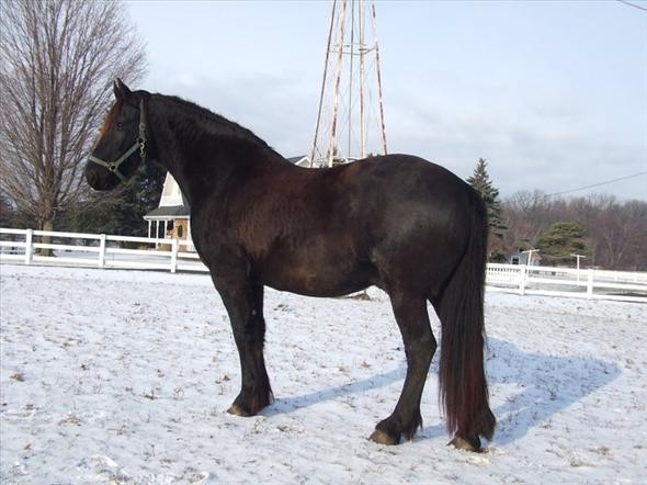 Caballo castrado Friesian hermoso