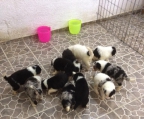 Aprovecha y aparta tu hermoso cachorro Border Collie, tienen 5 semanas y salen a las 7 semanas, no lo dudes, contamos con 5 hembras y 6 machos en diferentes colores.