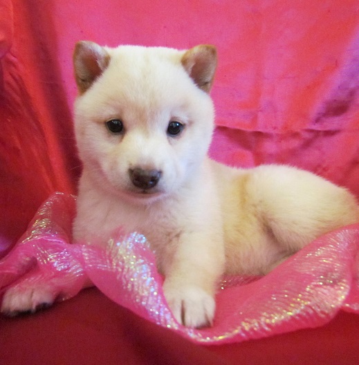 shiba inu cachorro para su aprobación