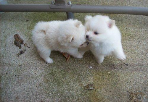 hombres y mujeres cachorros pomeranian para la venta