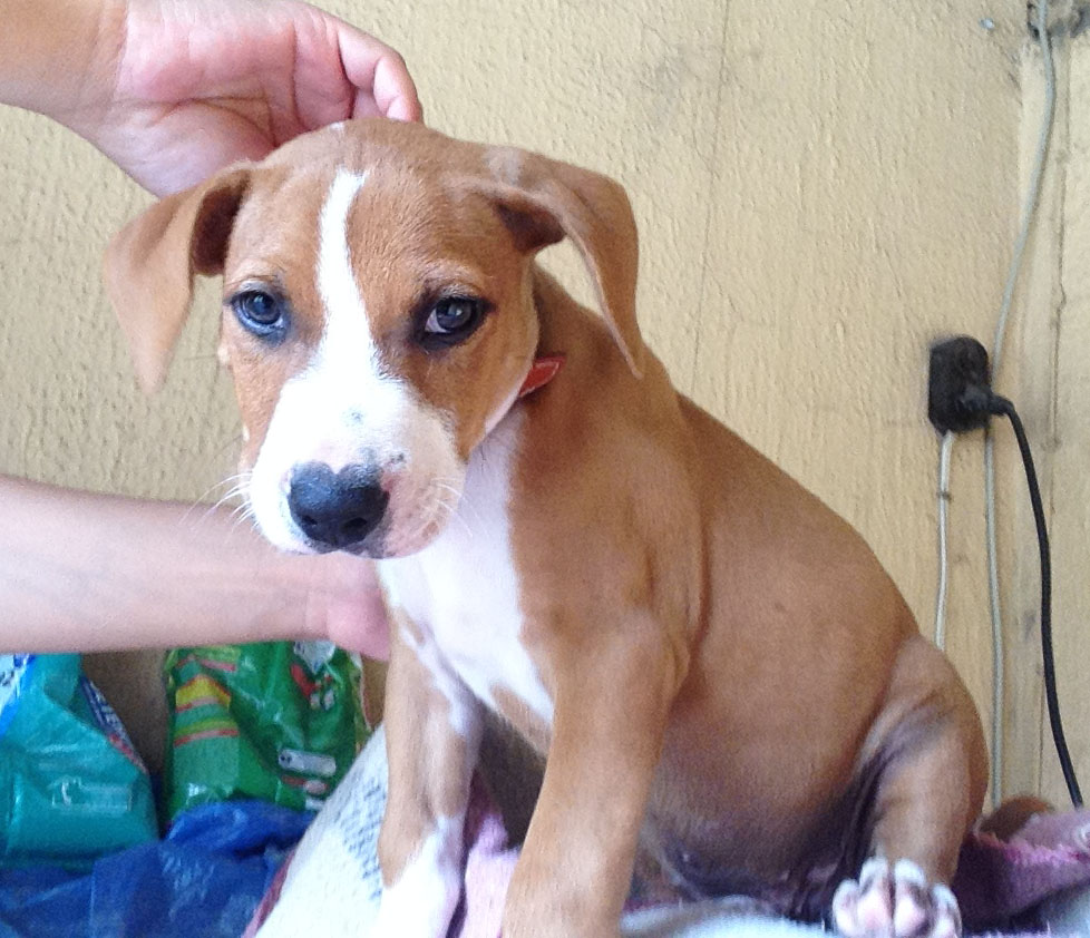 CAHORRO AMERICAN STAFFORDSHIRE TERRIER EN VENTA, TIENE DOS MESES ESTA DESPARASITADO Y VACUNADO, SI QUIERES VERLO LLAMA PARA UNA CITA.