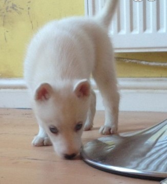 
Precio Siberian husky...........<strong>            $18,500.00  A  $22,000.00  (dependiendo del color)</strong> <br><br>


100% pura raza, registrados todos los papeles en regla se envian a cualquier parte de la Republica.<br><br> 

<li>Contrato de compraventa<br><br></li>


<li>Seguro de vida gratuito por escrito de 5 años que cubre muerte en caso de cuestiones virales</li>
<br><br>

<li>Garantía de Pureza Racial<br><br></li>

<li>Certificado de registro inicial que extiende la Federación Canófila Mexicana donde los cachorros se entregan con tatuaje y microchip</li>

