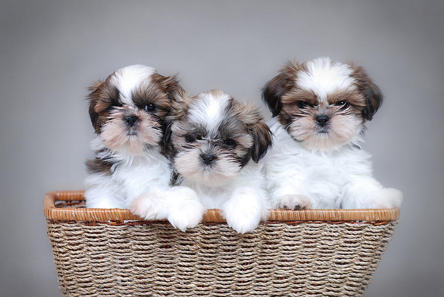 
Precio Shih Tzu...........<strong>          $22,000.00</strong> <br><br>


100% pura raza, registrados todos los papeles en regla se envian a cualquier parte de la Republica.<br><br> 

<li>Contrato de compraventa<br><br></li>


<li>Seguro de vida gratuito por escrito de 5 años que cubre muerte en caso de cuestiones virales</li>
<br><br>

<li>Garantía de Pureza Racial<br><br></li>

<li>Certificado de registro inicial que extiende la Federación Canófila Mexicana donde los cachorros se entregan con tatuaje y microchip</li>

