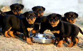 
Precio Rottweiler...........<strong>   $18,000.00</strong> <br><br>


100% pura raza, registrados todos los papeles en regla se envian a cualquier parte de la Republica.<br><br> 

<li>Contrato de compraventa<br><br></li>


<li>Seguro de vida gratuito por escrito de 5 años que cubre muerte en caso de cuestiones virales</li>
<br><br>

<li>Garantía de Pureza Racial<br><br></li>

<li>Certificado de registro inicial que extiende la Federación Canófila Mexicana donde los cachorros se entregan con tatuaje y microchip</li>

