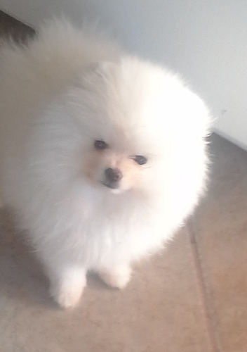 
Precio Chihuahua...........<strong>     $16,500.00  A   $20,000.00    (dependiendo del tamaño y color)</strong> <br><br>


100% pura raza, registrados todos los papeles en regla se envian a cualquier parte de la Republica.<br><br> 

<li>Contrato de compraventa<br><br></li>


<li>Seguro de vida gratuito por escrito de 5 años que cubre muerte en caso de cuestiones virales</li>
<br><br>

<li>Garantía de Pureza Racial<br><br></li>

<li>Certificado de registro inicial que extiende la Federación Canófila Mexicana donde los cachorros se entregan con tatuaje y microchip</li>

