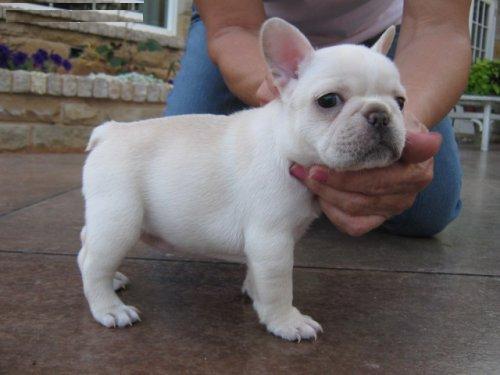 Hermosos cachorros Bulldog francés disponibles