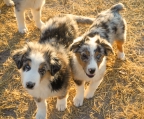 HERMOSOS CACHORROS PASTOR AUSTRALIANO CON REGISTRO O SIN HERMOSOS UNICOS.