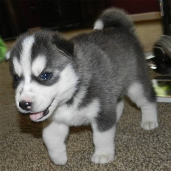 
Precio Siberian husky...........<strong>            $18,500.00  A  $22,000.00  (dependiendo del color)</strong> <br><br>


100% pura raza, registrados todos los papeles en regla se envian a cualquier parte de la Republica.<br><br> 

<li>Contrato de compraventa<br><br></li>


<li>Seguro de vida gratuito por escrito de 5 años que cubre muerte en caso de cuestiones virales</li>
<br><br>

<li>Garantía de Pureza Racial<br><br></li>

<li>Certificado de registro inicial que extiende la Federación Canófila Mexicana donde los cachorros se entregan con tatuaje y microchip</li>


