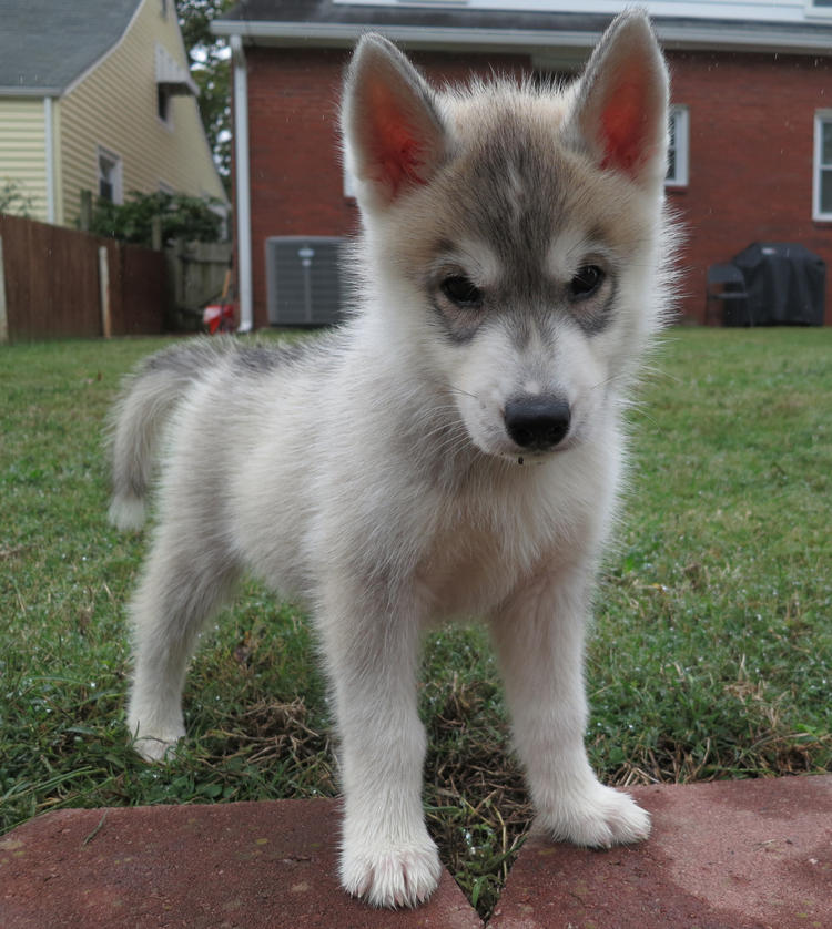 
Precio Siberian husky...........<strong>            $18,500.00  A  $22,000.00  (dependiendo del color)</strong> <br><br>


100% pura raza, registrados todos los papeles en regla se envian a cualquier parte de la Republica.<br><br> 

<li>Contrato de compraventa<br><br></li>


<li>Seguro de vida gratuito por escrito de 5 años que cubre muerte en caso de cuestiones virales</li>
<br><br>

<li>Garantía de Pureza Racial<br><br></li>

<li>Certificado de registro inicial que extiende la Federación Canófila Mexicana donde los cachorros se entregan con tatuaje y microchip</li>

