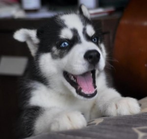 
Precio Siberian husky...........<strong>            $18,500.00  A  $22,000.00  (dependiendo del color)</strong> <br><br>


100% pura raza, registrados todos los papeles en regla se envian a cualquier parte de la Republica.<br><br> 

<li>Contrato de compraventa<br><br></li>


<li>Seguro de vida gratuito por escrito de 5 años que cubre muerte en caso de cuestiones virales</li>
<br><br>

<li>Garantía de Pureza Racial<br><br></li>

<li>Certificado de registro inicial que extiende la Federación Canófila Mexicana donde los cachorros se entregan con tatuaje y microchip</li>

