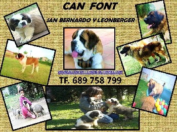 Espectaculares cachorros de San Bernardo