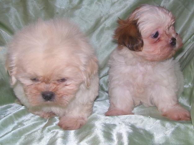 
Precio Shih Tzu...........<strong>          $22,000.00</strong> <br><br>


100% pura raza, registrados todos los papeles en regla se envian a cualquier parte de la Republica.<br><br> 

<li>Contrato de compraventa<br><br></li>


<li>Seguro de vida gratuito por escrito de 5 años que cubre muerte en caso de cuestiones virales</li>
<br><br>

<li>Garantía de Pureza Racial<br><br></li>

<li>Certificado de registro inicial que extiende la Federación Canófila Mexicana donde los cachorros se entregan con tatuaje y microchip</li>

