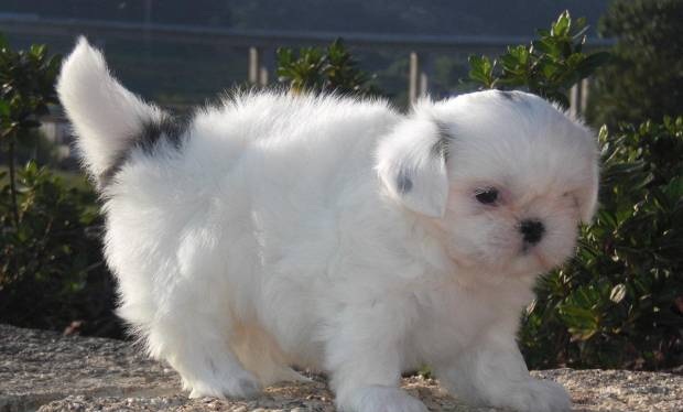 SHIH TZU  CACHORROS