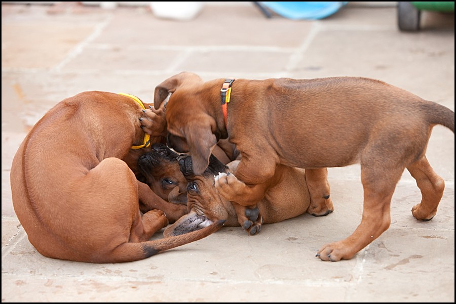  RHODESIAN RIDGEBACK CACHORROS