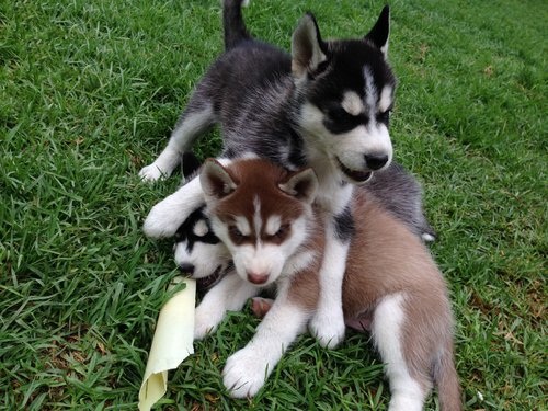 
Precio Siberian husky...........<strong>            $18,500.00  A  $22,000.00  (dependiendo del color)</strong> <br><br>


100% pura raza, registrados todos los papeles en regla se envian a cualquier parte de la Republica.<br><br> 

<li>Contrato de compraventa<br><br></li>


<li>Seguro de vida gratuito por escrito de 5 años que cubre muerte en caso de cuestiones virales</li>
<br><br>

<li>Garantía de Pureza Racial<br><br></li>

<li>Certificado de registro inicial que extiende la Federación Canófila Mexicana donde los cachorros se entregan con tatuaje y microchip</li>

