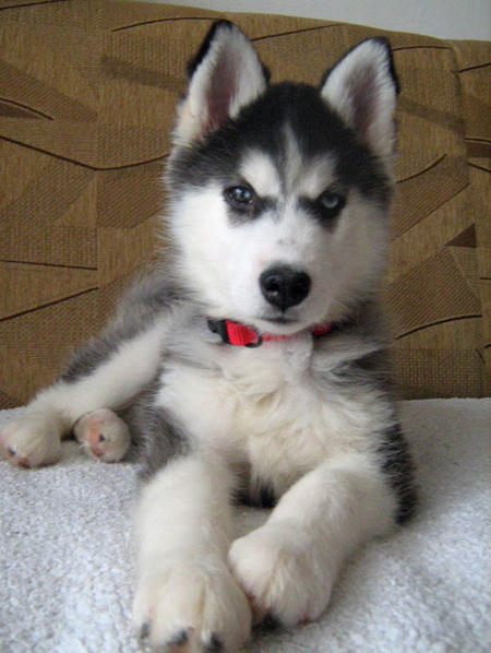 
Precio Siberian husky...........<strong>            $18,500.00  A  $22,000.00  (dependiendo del color)</strong> <br><br>


100% pura raza, registrados todos los papeles en regla se envian a cualquier parte de la Republica.<br><br> 

<li>Contrato de compraventa<br><br></li>


<li>Seguro de vida gratuito por escrito de 5 años que cubre muerte en caso de cuestiones virales</li>
<br><br>

<li>Garantía de Pureza Racial<br><br></li>

<li>Certificado de registro inicial que extiende la Federación Canófila Mexicana donde los cachorros se entregan con tatuaje y microchip</li>

