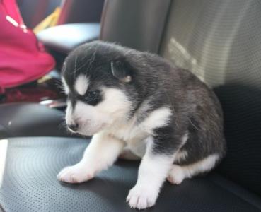 Cachorros Encanto KUSA husky siberiano en venta -