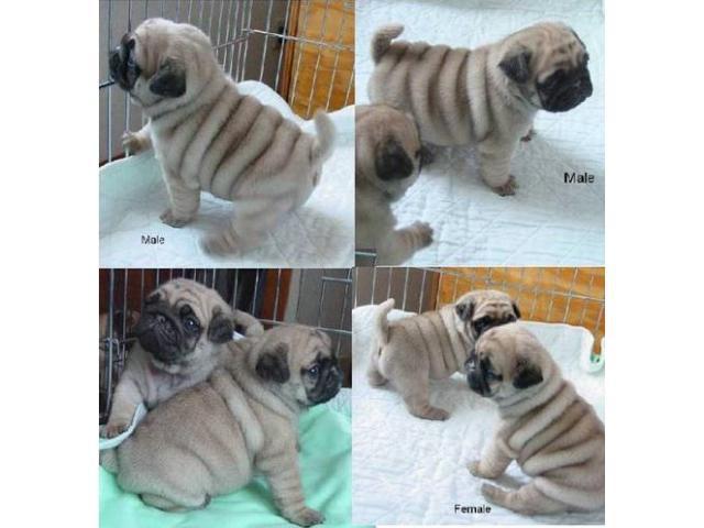 
Precio Pug...........<strong> $18,000.00  A   $20,000.00  (dependiendo del  color)</strong> <br><br>


100% pura raza, registrados todos los papeles en regla se envian a cualquier parte de la Republica.<br><br> 

<li>Contrato de compraventa<br><br></li>


<li>Seguro de vida gratuito por escrito de 5 años que cubre muerte en caso de cuestiones virales</li>
<br><br>

<li>Garantía de Pureza Racial<br><br></li>

<li>Certificado de registro inicial que extiende la Federación Canófila Mexicana donde los cachorros se entregan con tatuaje y microchip</li>

