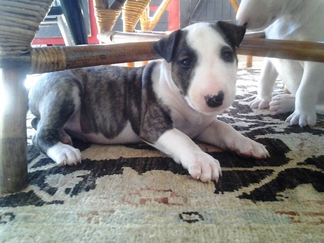 Grandes cachorros bull terrier temperamento para la adopción