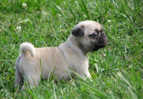 Cachorro mastín napolitano en adopción con pequeña cuota