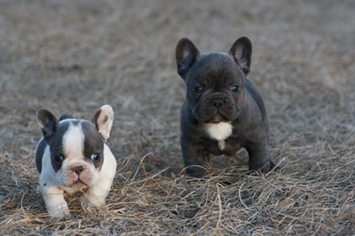 
Precio Bulldog francés...........<strong>   $32,000.00  A   $43,000.00    (dependiendo la calidad)</strong> <br><br>


100% pura raza, registrados todos los papeles en regla se envian a cualquier parte de la Republica.<br><br> 

<li>Contrato de compraventa<br><br></li>


<li>Seguro de vida gratuito por escrito de 5 años que cubre muerte en caso de cuestiones virales</li>
<br><br>

<li>Garantía de Pureza Racial<br><br></li>

<li>Certificado de registro inicial que extiende la Federación Canófila Mexicana donde los cachorros se entregan con tatuaje y microchip</li>

