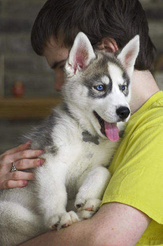 
Precio Siberian husky...........<strong>            $18,500.00  A  $22,000.00  (dependiendo del color)</strong> <br><br>


100% pura raza, registrados todos los papeles en regla se envian a cualquier parte de la Republica.<br><br> 

<li>Contrato de compraventa<br><br></li>


<li>Seguro de vida gratuito por escrito de 5 años que cubre muerte en caso de cuestiones virales</li>
<br><br>

<li>Garantía de Pureza Racial<br><br></li>

<li>Certificado de registro inicial que extiende la Federación Canófila Mexicana donde los cachorros se entregan con tatuaje y microchip</li>

