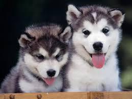 
Precio Siberian husky...........<strong>            $18,500.00  A  $22,000.00  (dependiendo del color)</strong> <br><br>


100% pura raza, registrados todos los papeles en regla se envian a cualquier parte de la Republica.<br><br> 

<li>Contrato de compraventa<br><br></li>


<li>Seguro de vida gratuito por escrito de 5 años que cubre muerte en caso de cuestiones virales</li>
<br><br>

<li>Garantía de Pureza Racial<br><br></li>

<li>Certificado de registro inicial que extiende la Federación Canófila Mexicana donde los cachorros se entregan con tatuaje y microchip</li>

