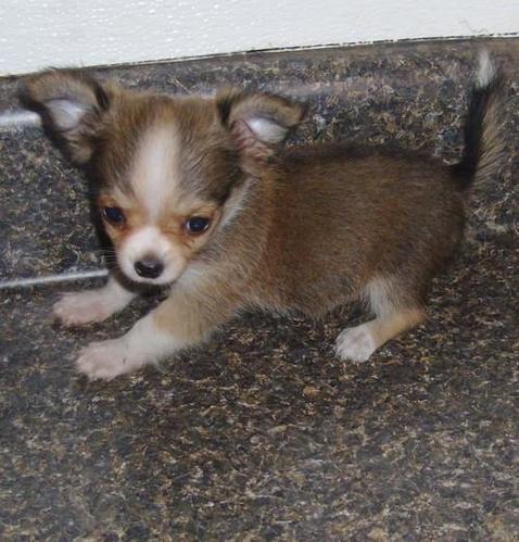 
Precio Chihuahua...........<strong>     $16,500.00  A   $20,000.00    (dependiendo del tamaño y color)</strong> <br><br>


100% pura raza, registrados todos los papeles en regla se envian a cualquier parte de la Republica.<br><br> 

<li>Contrato de compraventa<br><br></li>


<li>Seguro de vida gratuito por escrito de 5 años que cubre muerte en caso de cuestiones virales</li>
<br><br>

<li>Garantía de Pureza Racial<br><br></li>

<li>Certificado de registro inicial que extiende la Federación Canófila Mexicana donde los cachorros se entregan con tatuaje y microchip</li>

