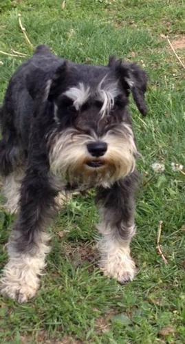 
Precio Schnauzer...........<strong>      $15,000.00   A   $22,000.00  (dependiendo del tamaño y color)</strong> <br><br>


100% pura raza, registrados todos los papeles en regla se envian a cualquier parte de la Republica.<br><br> 

<li>Contrato de compraventa<br><br></li>


<li>Seguro de vida gratuito por escrito de 5 años que cubre muerte en caso de cuestiones virales</li>
<br><br>

<li>Garantía de Pureza Racial<br><br></li>

<li>Certificado de registro inicial que extiende la Federación Canófila Mexicana donde los cachorros se entregan con tatuaje y microchip</li>

