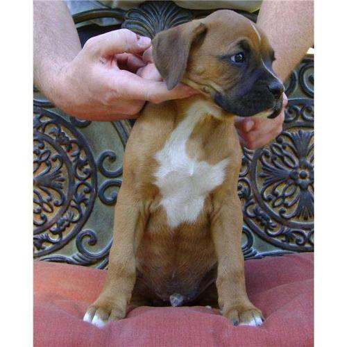 
Precio Boxer...........<strong> $16,500.00</strong> <br><br>


100% pura raza, registrados todos los papeles en regla se envian a cualquier parte de la Republica.<br><br> 

<li>Contrato de compraventa<br><br></li>


<li>Seguro de vida gratuito por escrito de 5 años que cubre muerte en caso de cuestiones virales</li>
<br><br>

<li>Garantía de Pureza Racial<br><br></li>

<li>Certificado de registro inicial que extiende la Federación Canófila Mexicana donde los cachorros se entregan con tatuaje y microchip</li>

