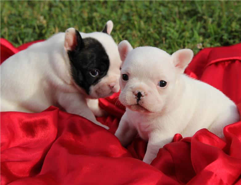 Cachorros de bulldog francés