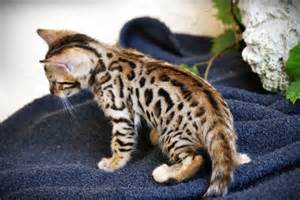 masculino adorable y gatitos femalebengal listo para ir a un nuevo hogar. que están bien entrenados y tiene todas Pappers listos para una transferencia. son veterinario comprobado y se viene con sus pertenencias.