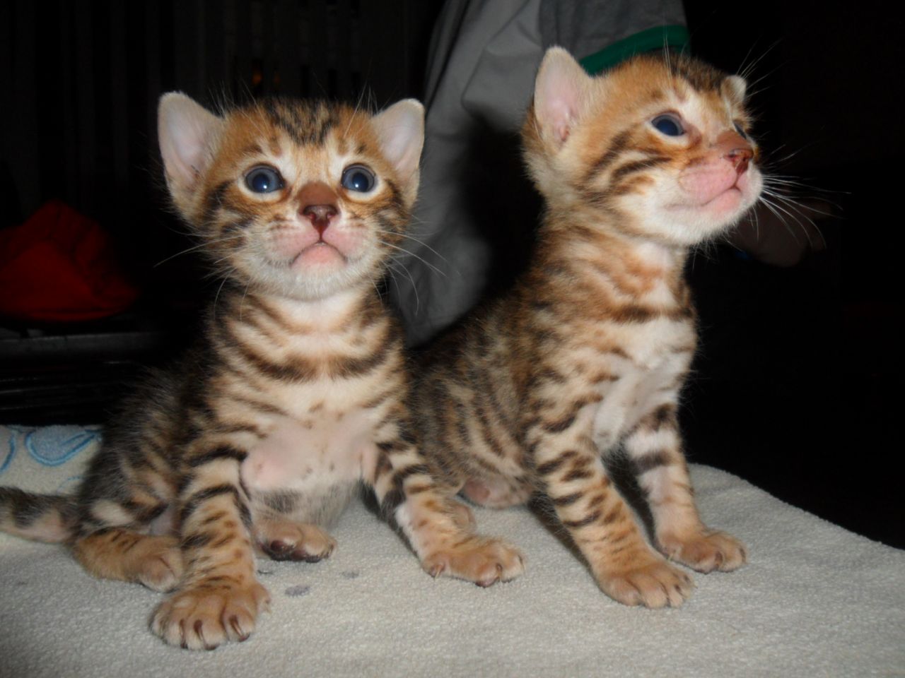 Los gatitos me van a dejar con un pedigrí de cuatro generaciones, huir tratada y desparasitados. También serán 
<br>microchip, totalmente inoculado y será castrado. Cuatro semanas de seguro Plan de mascotas y una sección de alimentos y juguetes.