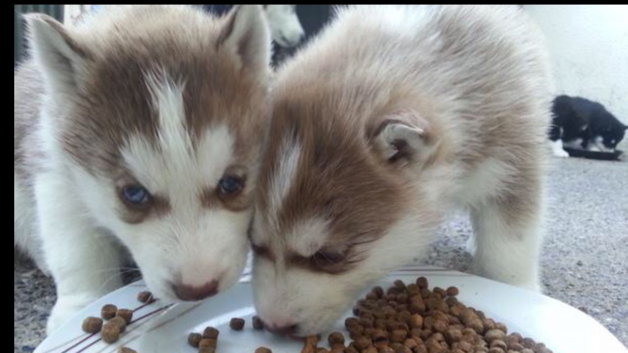 Los cachorros Siberian Husky