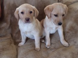Gorgeous cachorros de Golden Labrador