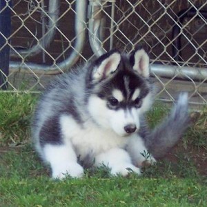  Husky Siberiano cachorros ,