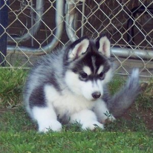
Precio Siberian husky...........<strong>            $18,500.00  A  $22,000.00  (dependiendo del color)</strong> <br><br>


100% pura raza, registrados todos los papeles en regla se envian a cualquier parte de la Republica.<br><br> 

<li>Contrato de compraventa<br><br></li>


<li>Seguro de vida gratuito por escrito de 5 años que cubre muerte en caso de cuestiones virales</li>
<br><br>

<li>Garantía de Pureza Racial<br><br></li>

<li>Certificado de registro inicial que extiende la Federación Canófila Mexicana donde los cachorros se entregan con tatuaje y microchip</li>

