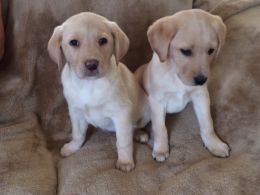 
Precio Labrador Retriever...........<strong>$16,500.00  A   $20,000.00    (dependiendo del color)</strong> <br><br>


100% pura raza, registrados todos los papeles en regla se envian a cualquier parte de la Republica.<br><br> 

<li>Contrato de compraventa<br><br></li>


<li>Seguro de vida gratuito por escrito de 5 años que cubre muerte en caso de cuestiones virales</li>
<br><br>

<li>Garantía de Pureza Racial<br><br></li>

<li>Certificado de registro inicial que extiende la Federación Canófila Mexicana donde los cachorros se entregan con tatuaje y microchip</li>

