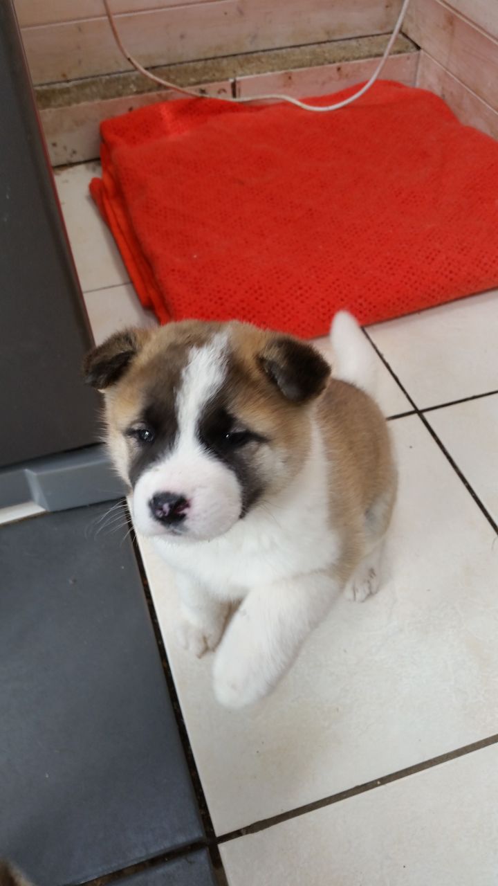 Cachorros Akita para su aprobación
<br>
<br>
<br>Boy Hola tengo a la venta 1 niño de 1 chica tanto en muy buena mamá y el papá de la salud se puede ver es un poco más oscuro que el color chica poco con espina sockssame blanco con el bit chica más ligero que el chico con el blanco en la cara y soxs blancas ahora comer paseíto alimentos sólidos se flead 450 la chica 400 para el niño puede caer en precio dependiendo de cómo me siento bonito cachorros gracias.