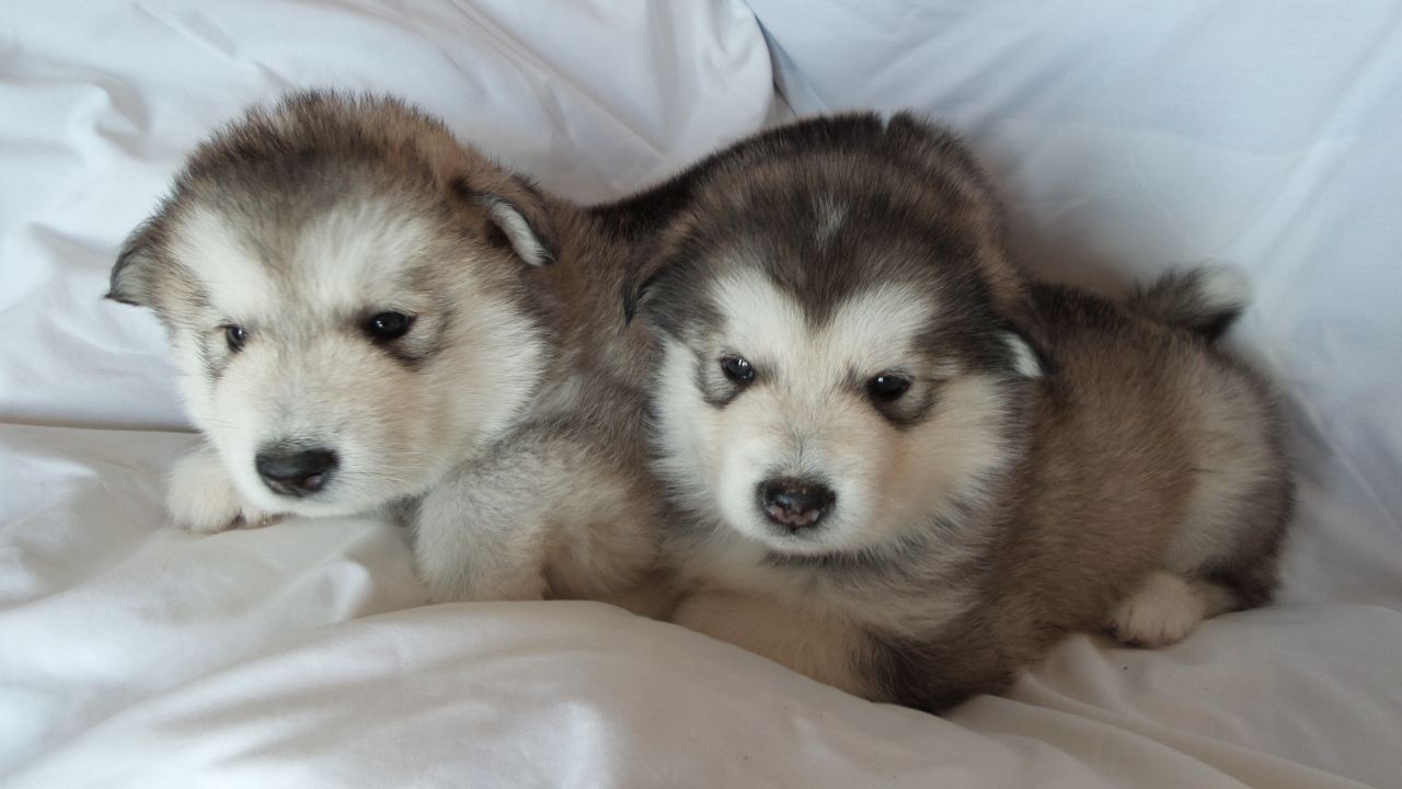 
Precio ALASKAN MALAMUTE...........<strong>$18,500.00</strong> <br><br>

100% pura raza, registrados todos los papeles en regla se envian a cualquier parte de la Republica.<br><br> 

<li>Contrato de compraventa<br><br></li>


<li>Seguro de vida gratuito por escrito de 5 años que cubre muerte en caso de cuestiones virales</li>
<br><br>

<li>Garantía de Pureza Racial<br><br></li>


<li>Certificado de registro inicial que extiende la Federación Canófila Mexicana donde los cachorros se entregan con tatuaje y microchip<br><br></li>

