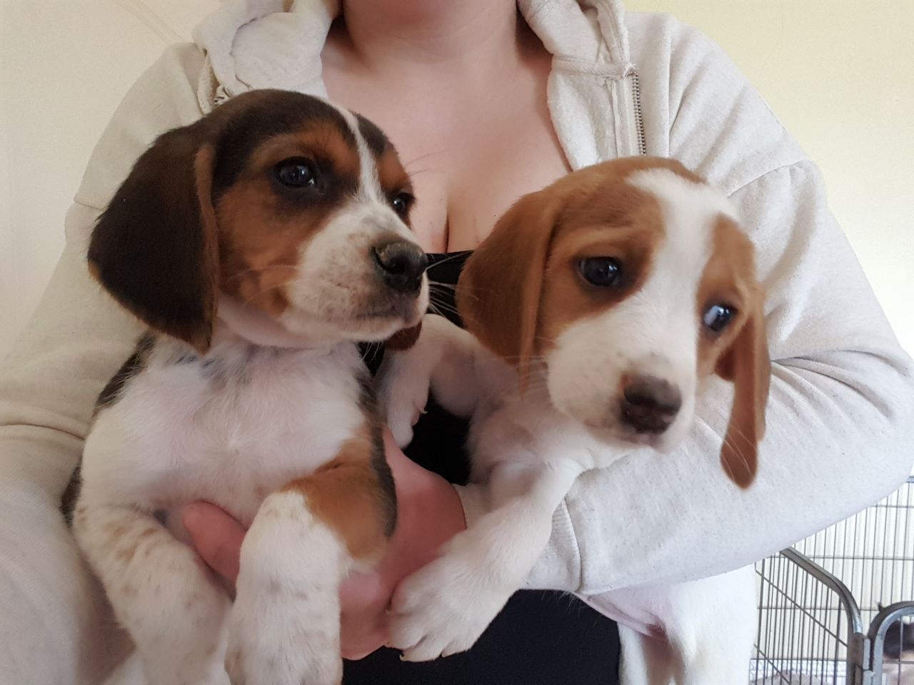 Cachorros Beagle disponibles