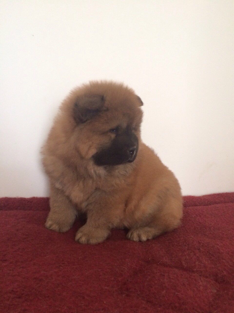 
Precio Chow Chow...........<strong>       $20,500.00  A   $33,000.00    (dependiendo del tamaño y color)</strong> <br><br>


100% pura raza, registrados todos los papeles en regla se envian a cualquier parte de la Republica.<br><br> 

<li>Contrato de compraventa<br><br></li>


<li>Seguro de vida gratuito por escrito de 5 años que cubre muerte en caso de cuestiones virales</li>
<br><br>

<li>Garantía de Pureza Racial<br><br></li>

<li>Certificado de registro inicial que extiende la Federación Canófila Mexicana donde los cachorros se entregan con tatuaje y microchip</li>

