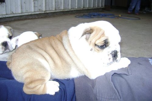 
Precio Bulldog...........<strong>   $35,000.00  A   $60,000.00    (dependiendo la calidad)</strong> <br><br>


100% pura raza, registrados todos los papeles en regla se envian a cualquier parte de la Republica.<br><br> 

<li>Contrato de compraventa<br><br></li>


<li>Seguro de vida gratuito por escrito de 5 años que cubre muerte en caso de cuestiones virales</li>
<br><br>

<li>Garantía de Pureza Racial<br><br></li>

<li>Certificado de registro inicial que extiende la Federación Canófila Mexicana donde los cachorros se entregan con tatuaje y microchip</li>

