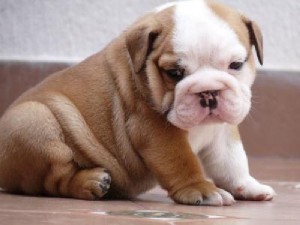 Bulldog Inglés cachorros disponibles