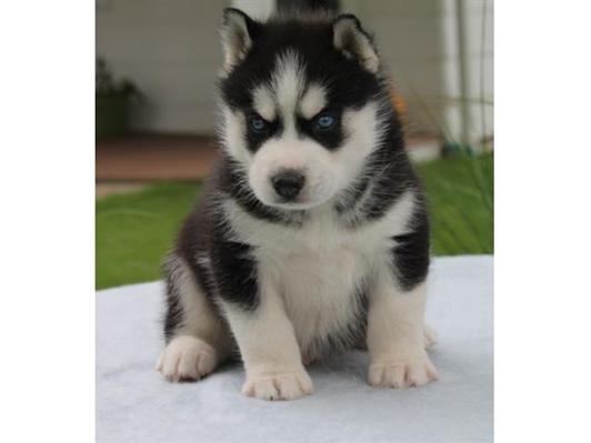 
Precio Siberian husky...........<strong>            $18,500.00  A  $22,000.00  (dependiendo del color)</strong> <br><br>


100% pura raza, registrados todos los papeles en regla se envian a cualquier parte de la Republica.<br><br> 

<li>Contrato de compraventa<br><br></li>


<li>Seguro de vida gratuito por escrito de 5 años que cubre muerte en caso de cuestiones virales</li>
<br><br>

<li>Garantía de Pureza Racial<br><br></li>

<li>Certificado de registro inicial que extiende la Federación Canófila Mexicana donde los cachorros se entregan con tatuaje y microchip</li>

