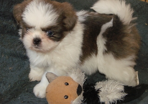 
Precio Shih Tzu...........<strong>          $22,000.00</strong> <br><br>


100% pura raza, registrados todos los papeles en regla se envian a cualquier parte de la Republica.<br><br> 

<li>Contrato de compraventa<br><br></li>


<li>Seguro de vida gratuito por escrito de 5 años que cubre muerte en caso de cuestiones virales</li>
<br><br>

<li>Garantía de Pureza Racial<br><br></li>

<li>Certificado de registro inicial que extiende la Federación Canófila Mexicana donde los cachorros se entregan con tatuaje y microchip</li>

