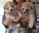 REGLO CACHORROS AKITA A LA VENTA AL BUEN HOGAR