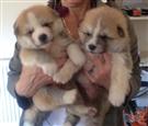 REGLO CACHORROS AKITA A LA VENTA AL BUEN HOGAR