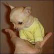 
Precio Chihuahua...........<strong>     $16,500.00  A   $20,000.00    (dependiendo del tamaño y color)</strong> <br><br>


100% pura raza, registrados todos los papeles en regla se envian a cualquier parte de la Republica.<br><br> 

<li>Contrato de compraventa<br><br></li>


<li>Seguro de vida gratuito por escrito de 5 años que cubre muerte en caso de cuestiones virales</li>
<br><br>

<li>Garantía de Pureza Racial<br><br></li>

<li>Certificado de registro inicial que extiende la Federación Canófila Mexicana donde los cachorros se entregan con tatuaje y microchip</li>

